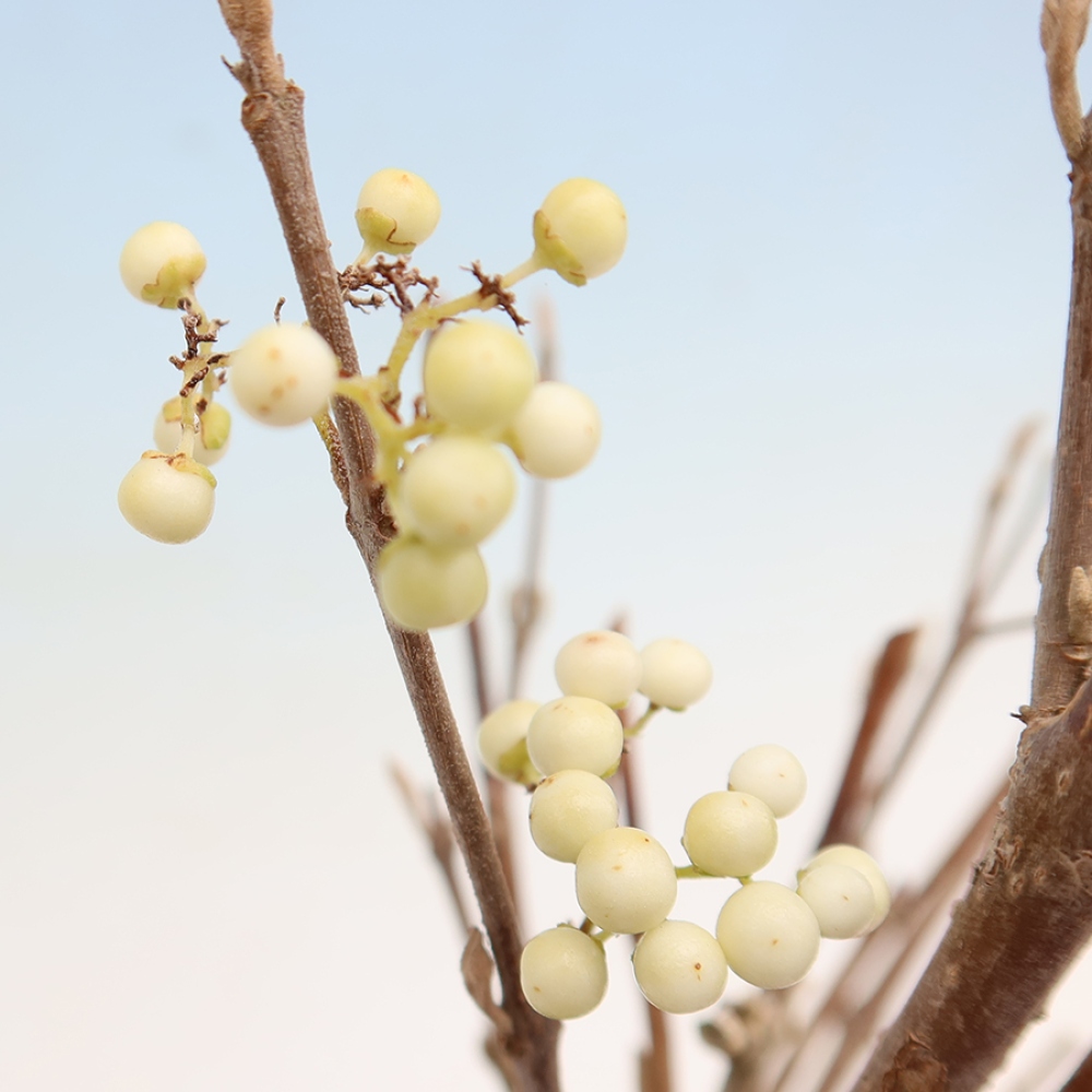 Bonsai ogrodowe – Callicarpa bodinieri Snowqueen – pięknoowocówka