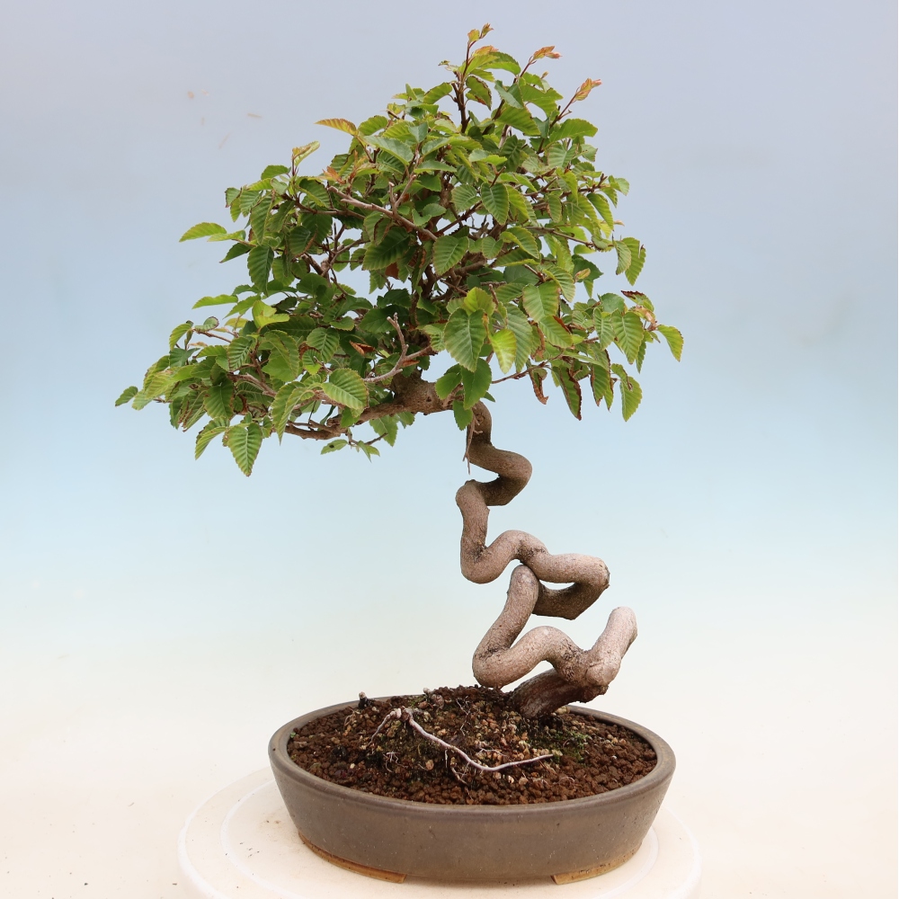 Outdoor bonsai - Carpinus coreana - grab koreański