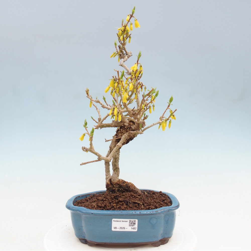 Outdoor bonsai - Zlatice - Forsycja koreańska