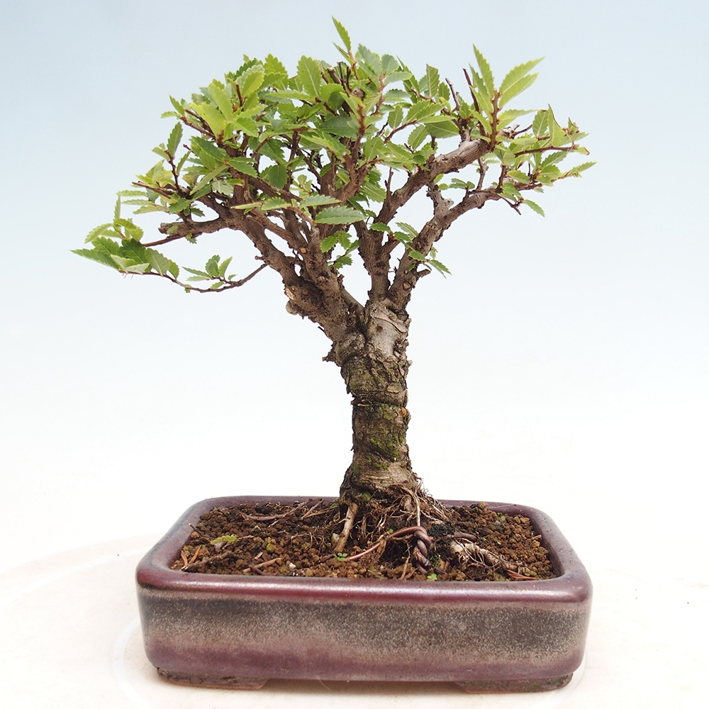 Outdoor bonsai - Zelkova - Zelkova NIRE