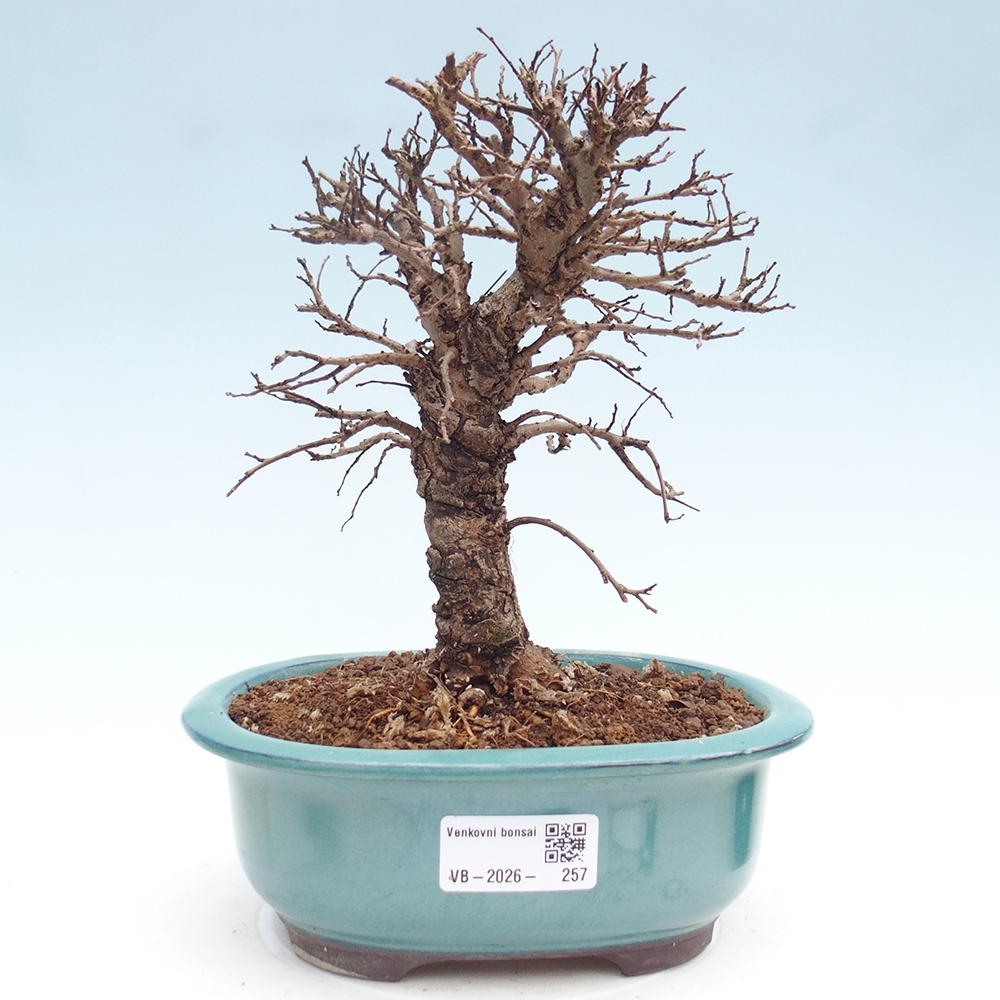 Bonsai zewnętrzne - Zelkova - Zelkova NIRE