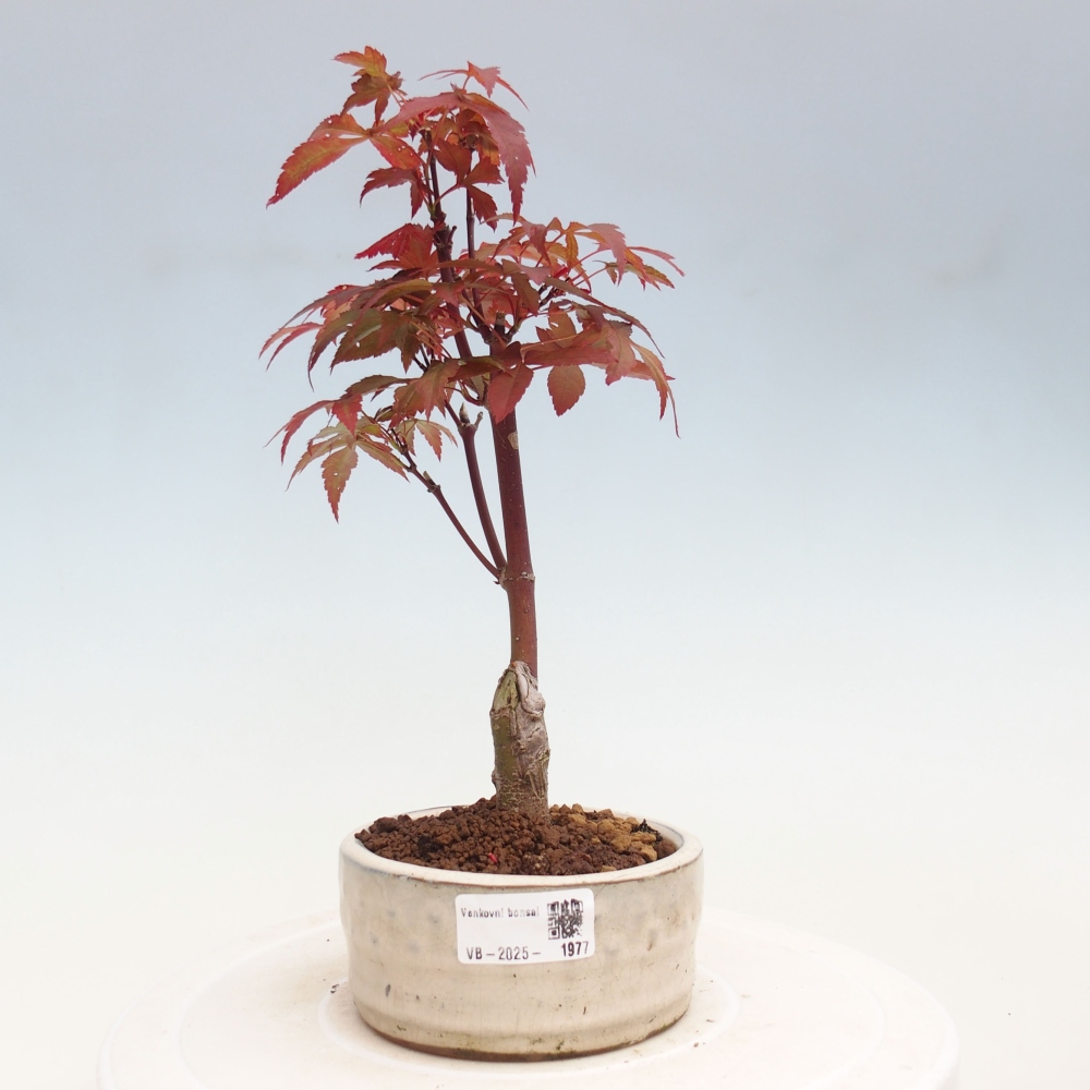 Bonsai zewnętrzne - palma Acer. Klon Atropurpureum-Palmleaf