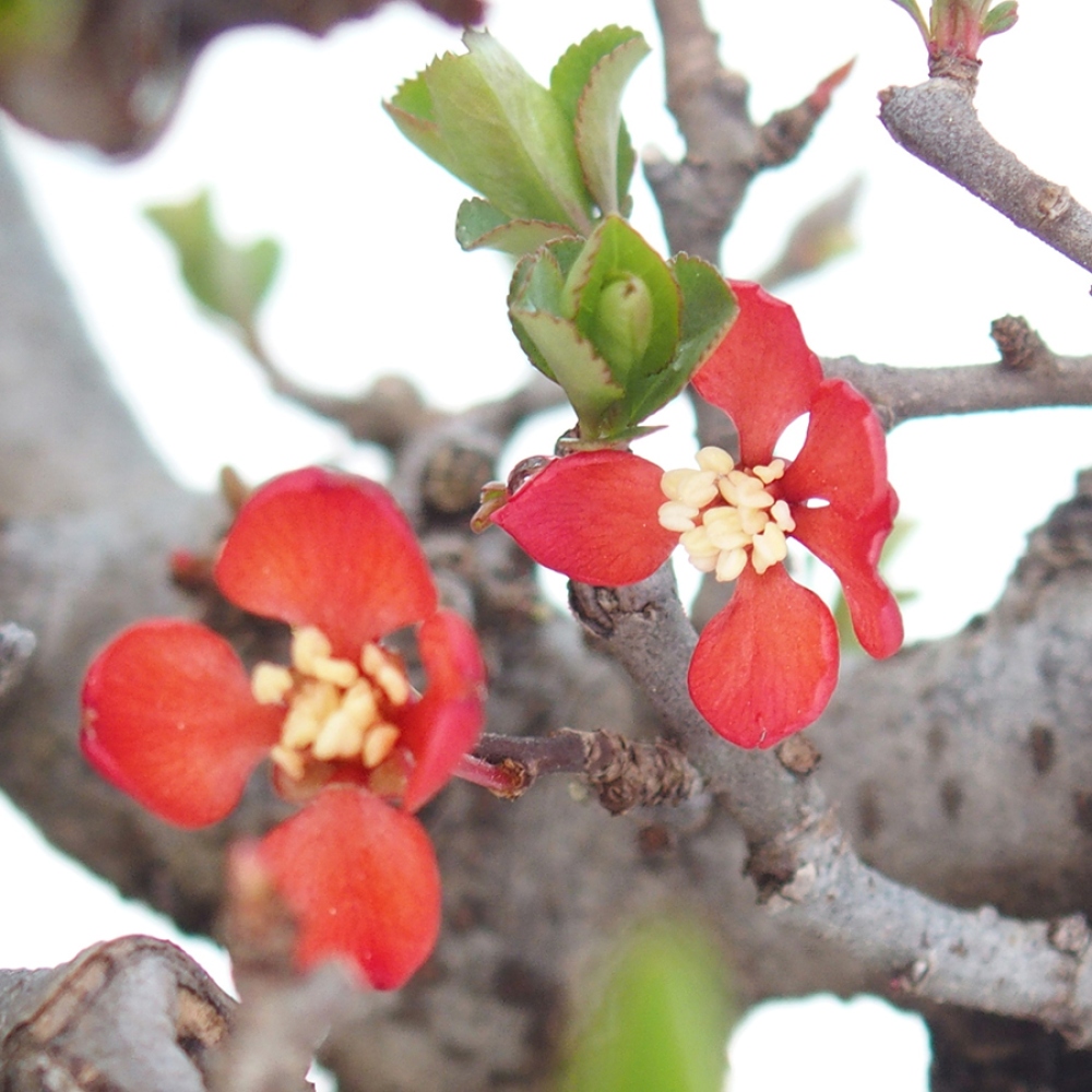 Bonsai zewnętrzne - Chaneomeles speciosa - Pigwa