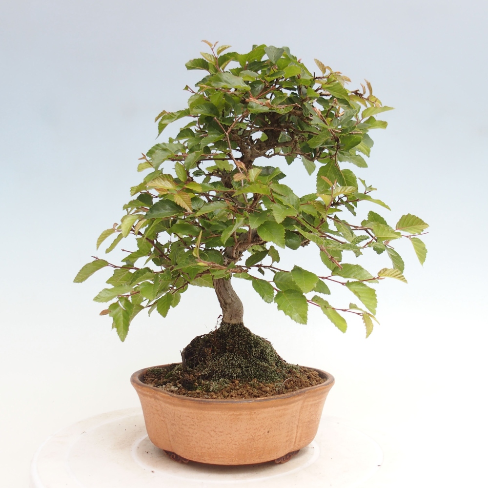 Bonsai zewnętrzne -Carpinus CARPINOIDES - grab koreański