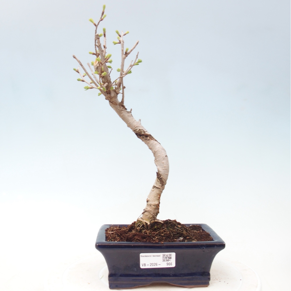 Bonsai zewnętrzne - Pseudolarix amabis-Pseudolarix amabis