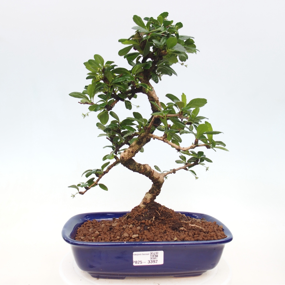 Bonsai pokojowe - Carmona macrophylla - Tea fuki