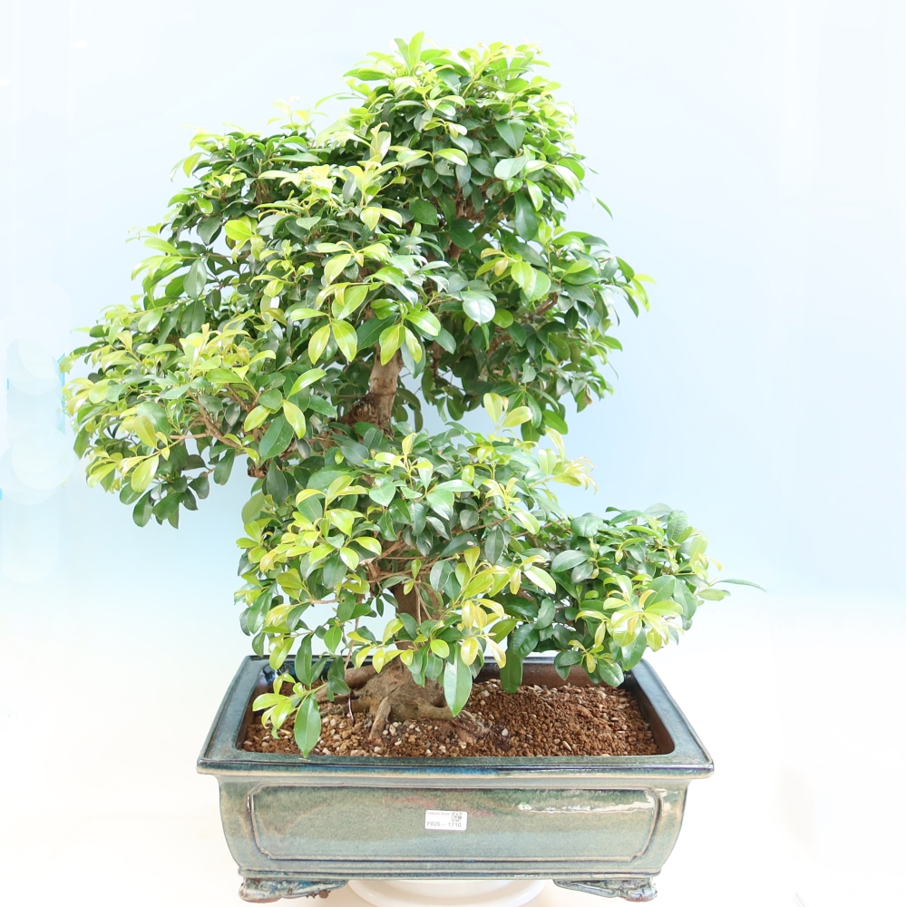Pokój bonsai - Wiśnia australijska - Eugenia uniflora