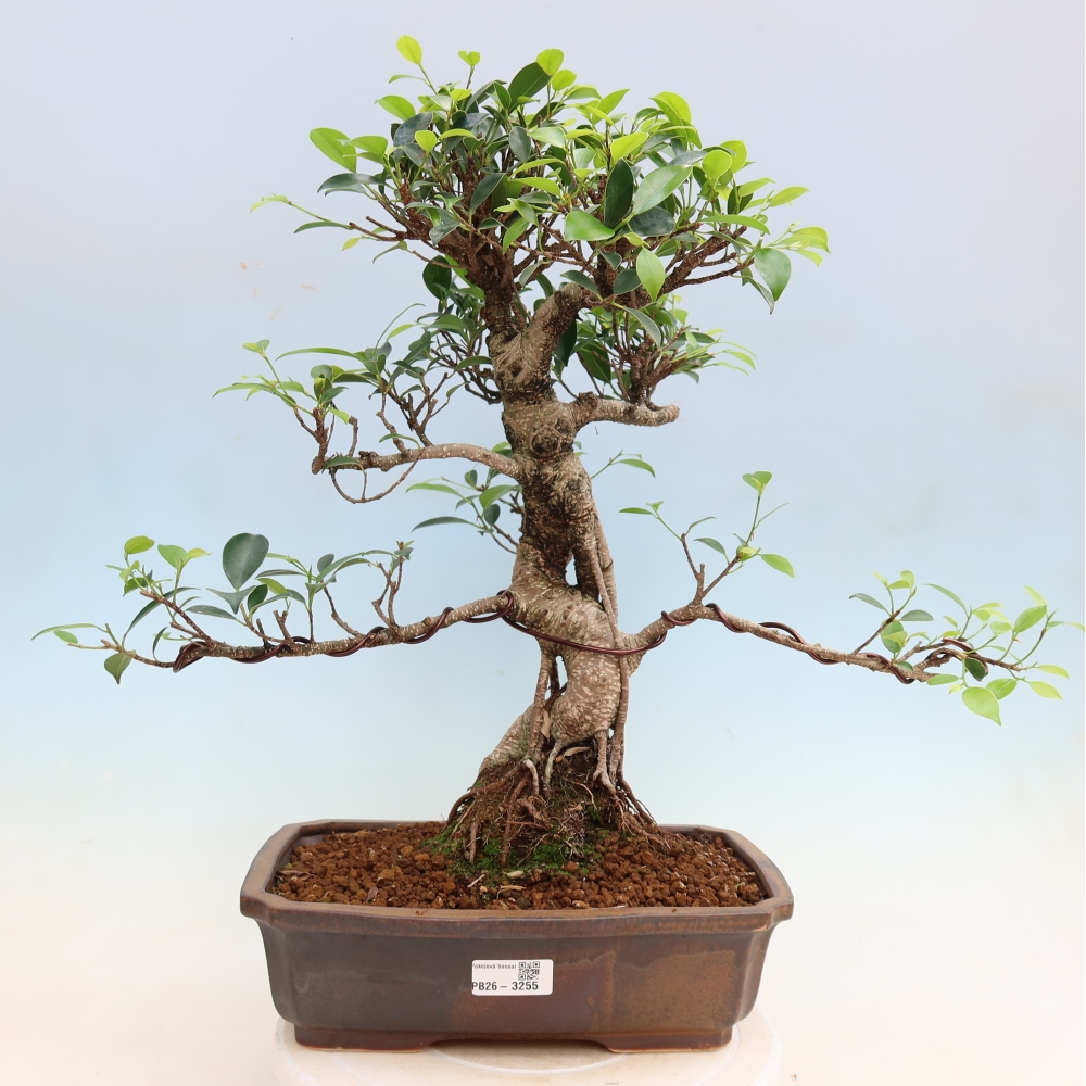 Pokój bonsai - Ficus kimmen - figowiec drobnolistny