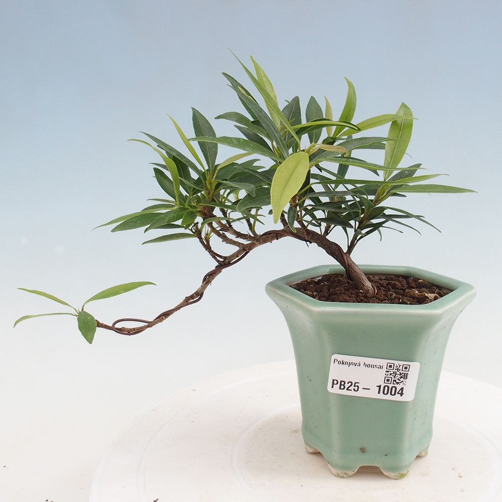 Bonsai wewnętrzne - Ficus nerifolia - figowiec drobnolistny