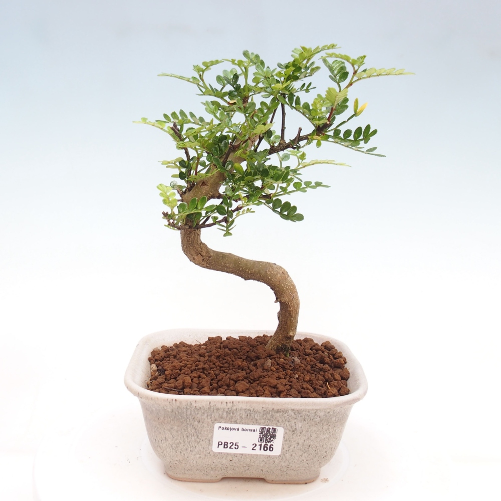 Indoor bonsai -Ligustrum chinensis - dziób ptaka