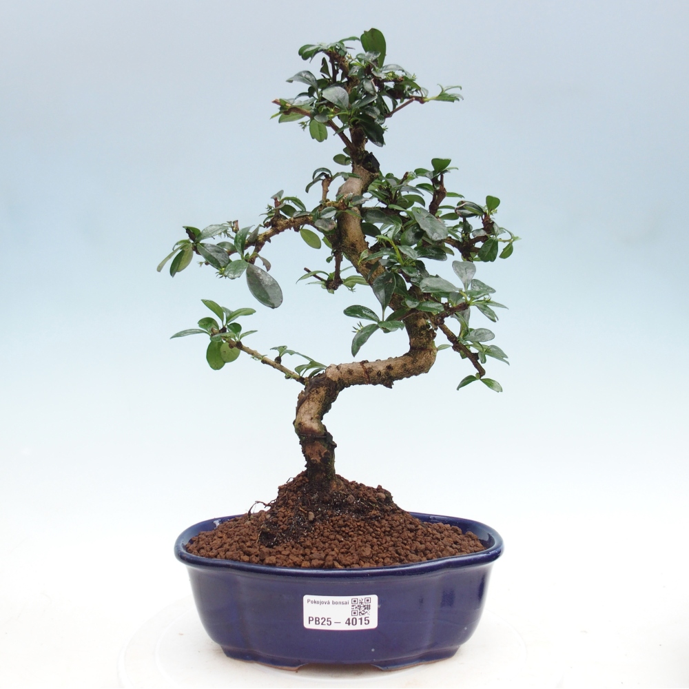 Bonsai pokojowe - Carmona macrophylla - Tea fuki