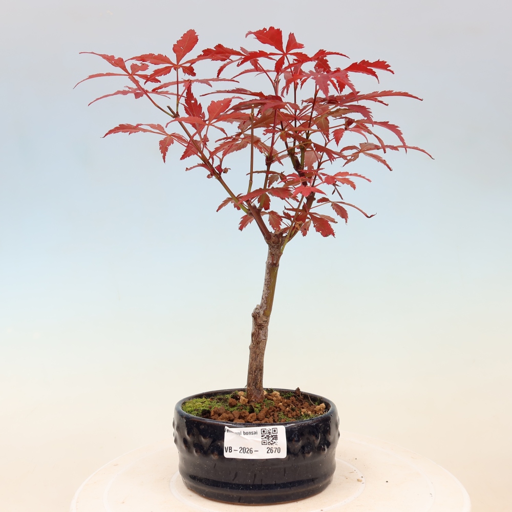 Bonsai na zewnątrz - Palma Acer. Atropurpureum-Javor palmate