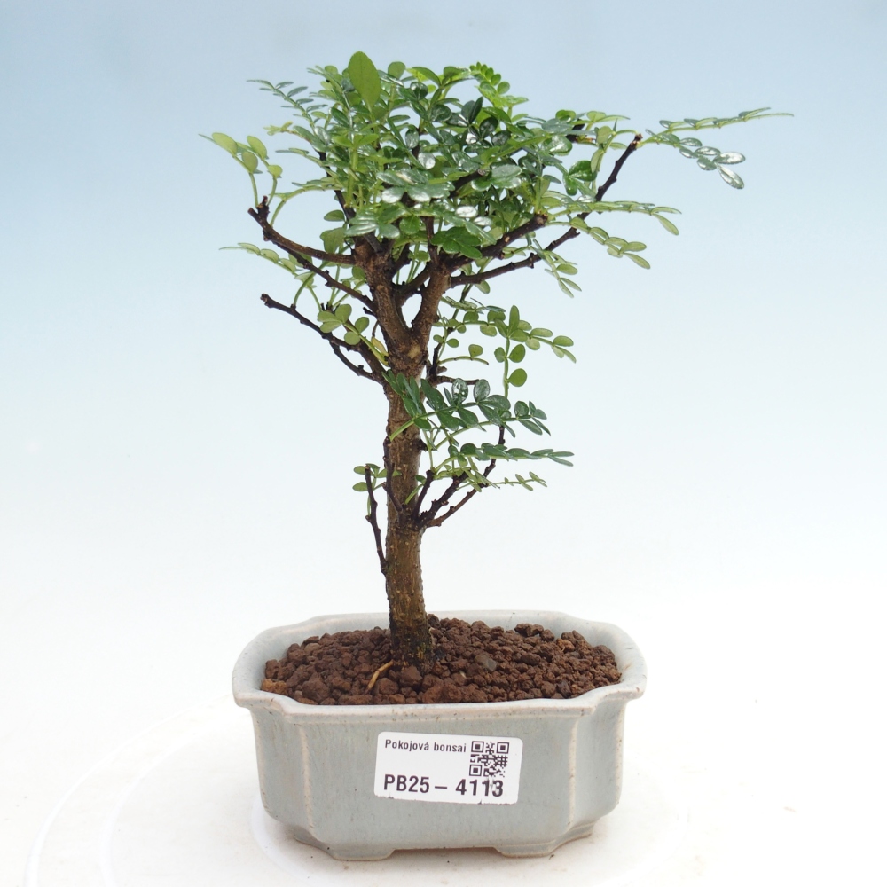 Pokój bonsai - Zantoxylum piperitum - drzewo pieprzowe