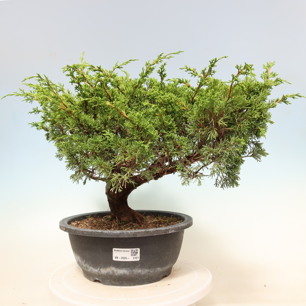 Bonsai ogrodowe – Juniperus chinensis Itoigawa – jałowiec chiński