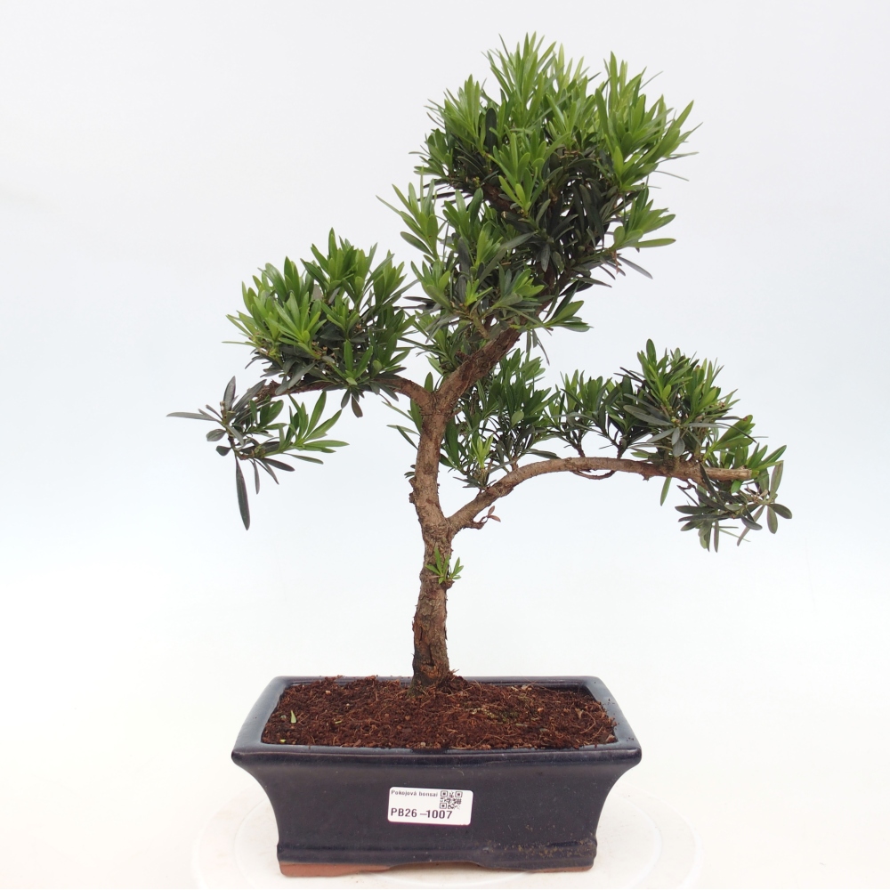 Pokój bonsai - Podocarpus - Kamienny cis