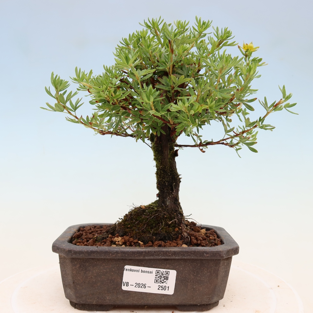 Bonsai zewnętrzne - Potentila fruticosa