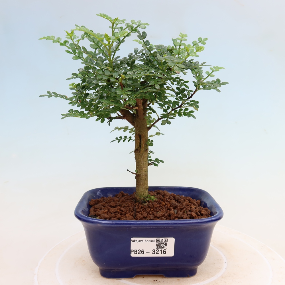 Pokój bonsai - Zantoxylum piperitum - drzewo pieprzowe