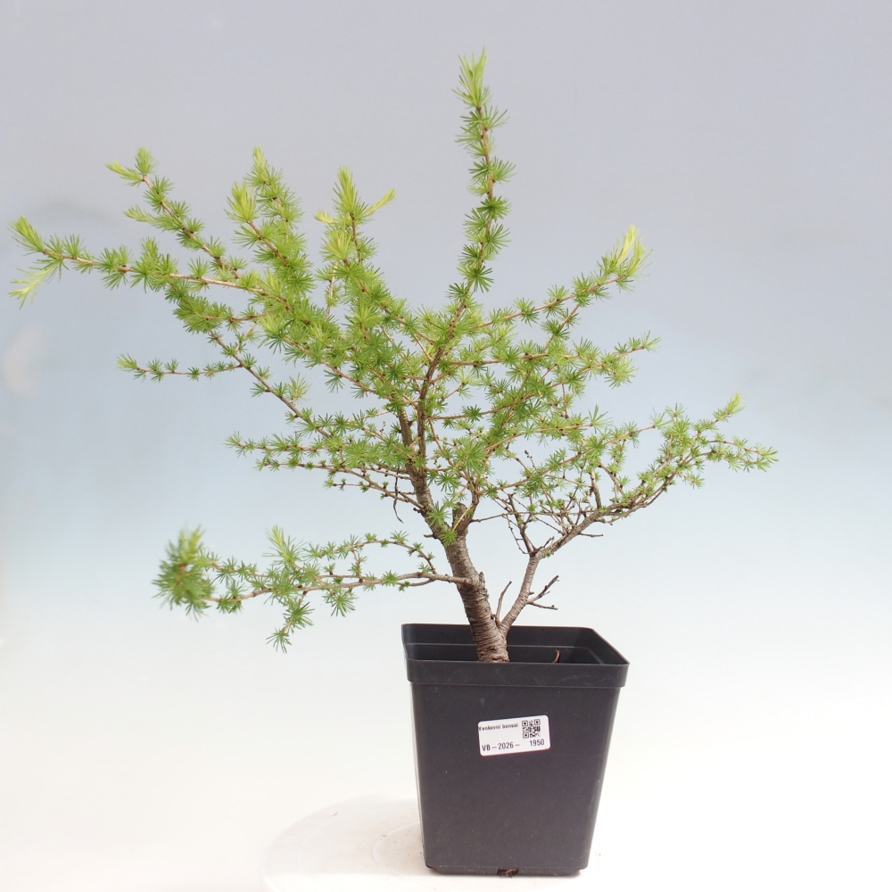 Bonsai zewnętrzne - Larix decidua - Modrzew
