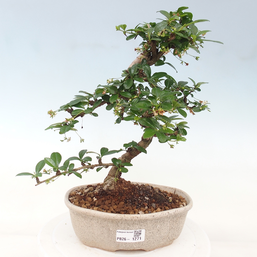 Bonsai pokojowe - Carmona macrophylla - Tea fuki