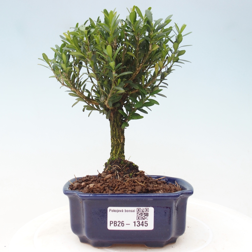 Pokój bonsai - Buxus harlandii - buxus korkowy