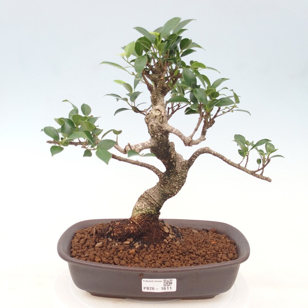 Pokój bonsai - Ficus kimmen - figowiec drobnolistny
