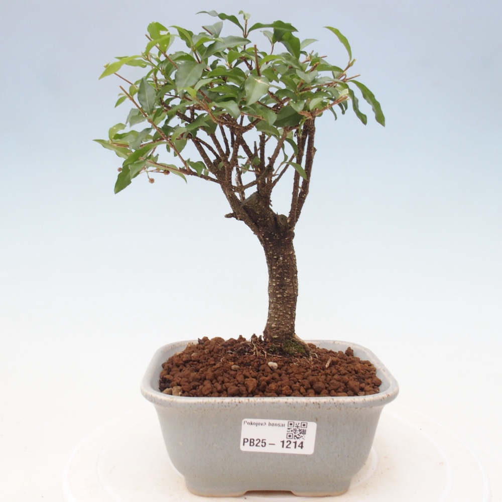 Bonsai pokojowe - Malpighia coccigera - Wiśnia Barbdorska