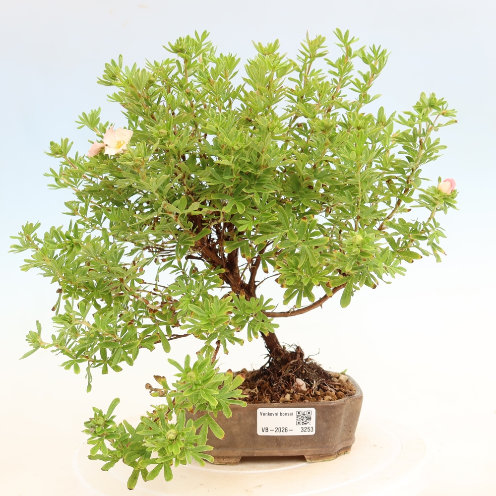 Bonsai ogrodowe – Potentilla fruticosa – Potentila fruticosa Bellissima