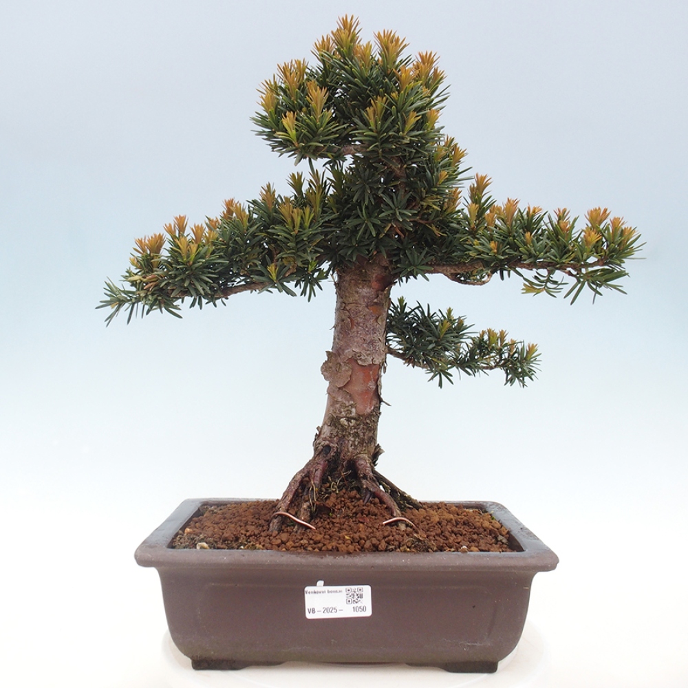 Bonsai na zewnątrz - Taxus cuspidata - cis japoński