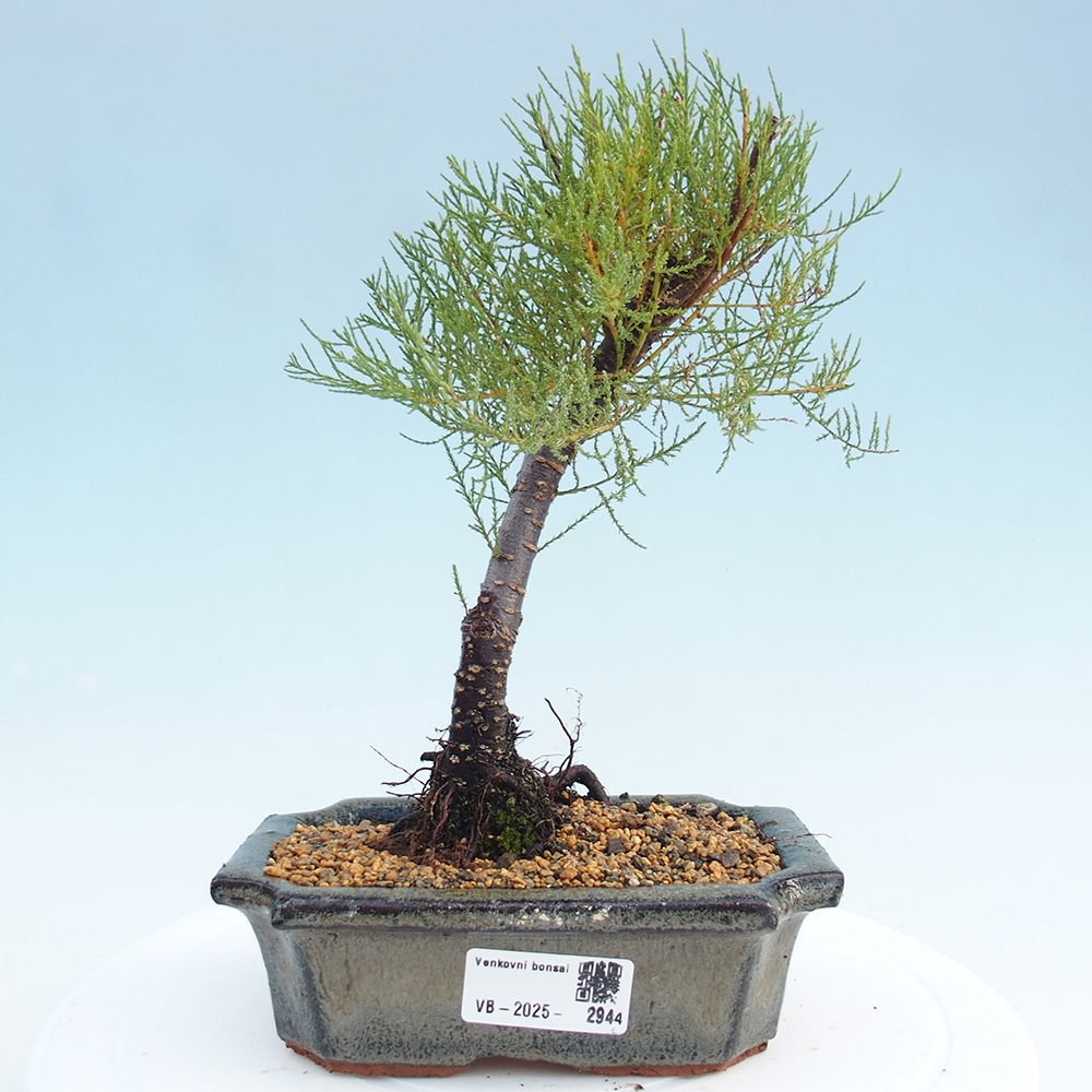 Bonsai na zewnątrz - Tamarix - Tamarix