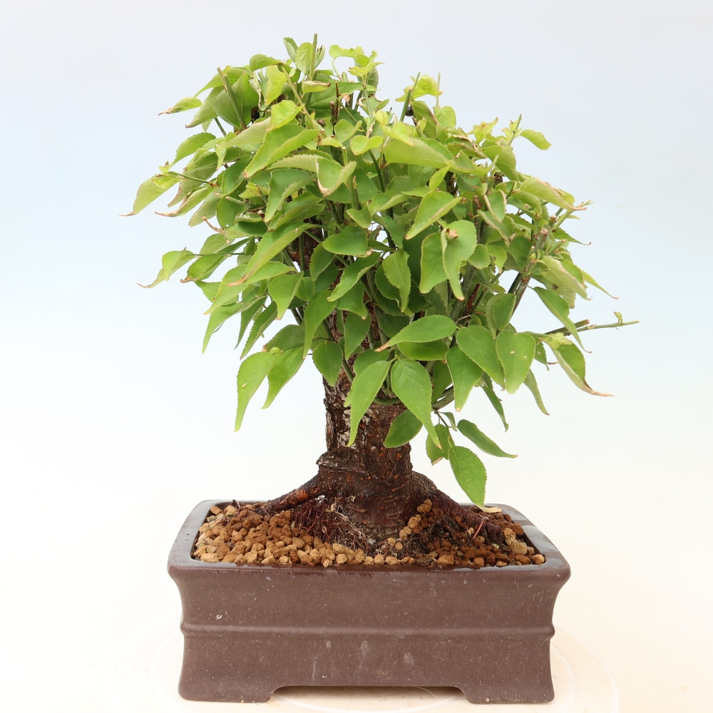 Bonsai ogrodowe – japońska śliwka – Prunus Mume