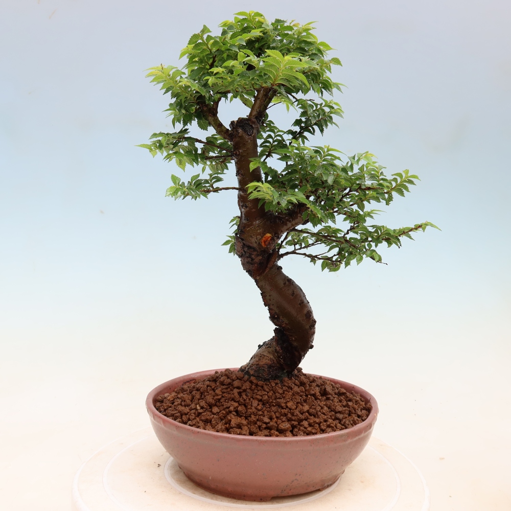 Bonsai ogrodowe – Ulmus Jacqueline Hillier – wiąz piękny