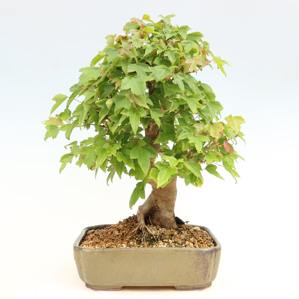 Outdoor bonsai - Klon burgeryjski - Acer burgerianum