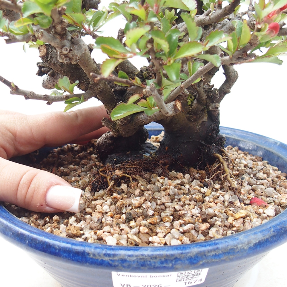 Bonsai zewnętrzne - Chaneomeles speciosa - Pigwa