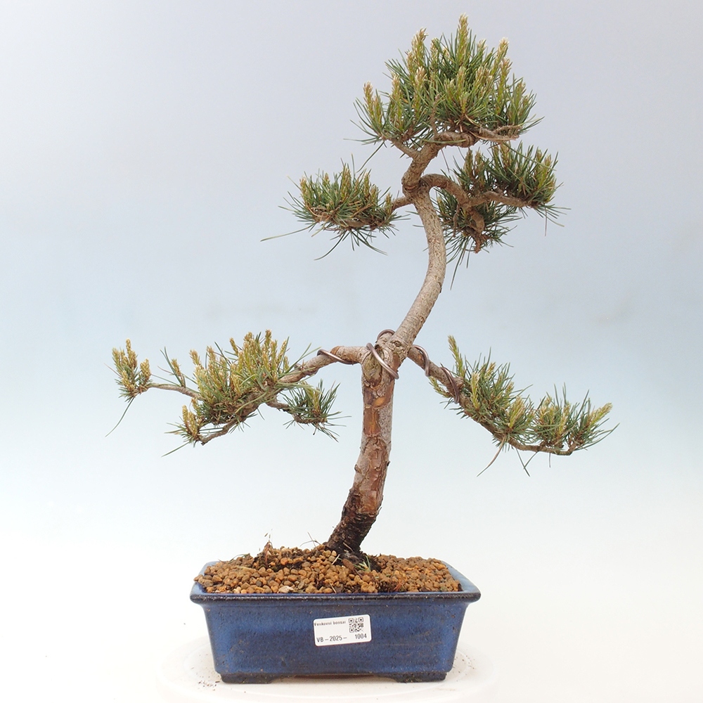 Outdoor bonsai - Pinus Sylvestris - sosna zwyczajna