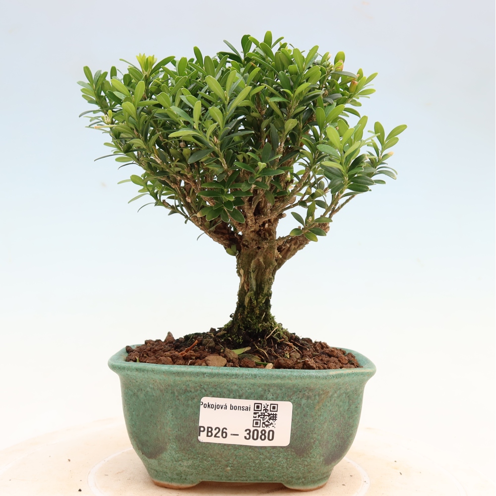 Pokój bonsai - Buxus harlandii - buxus korkowy