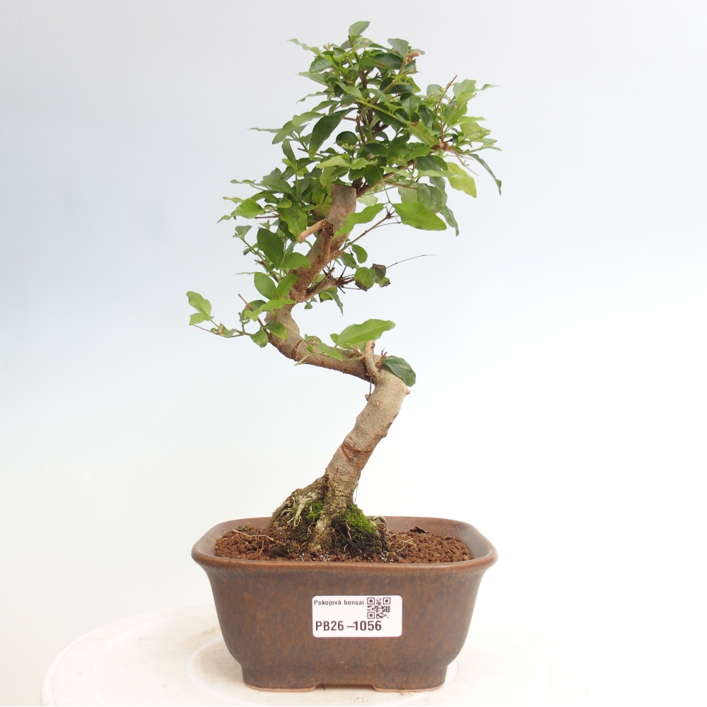 Pokój bonsai - Ligustrum chinensis - Dziób ptaka