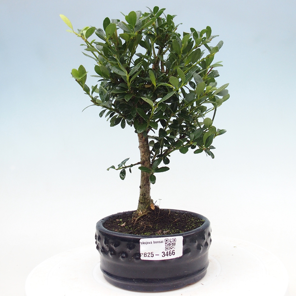 Pokój bonsai - Ilex crenata - Ostrokrzew