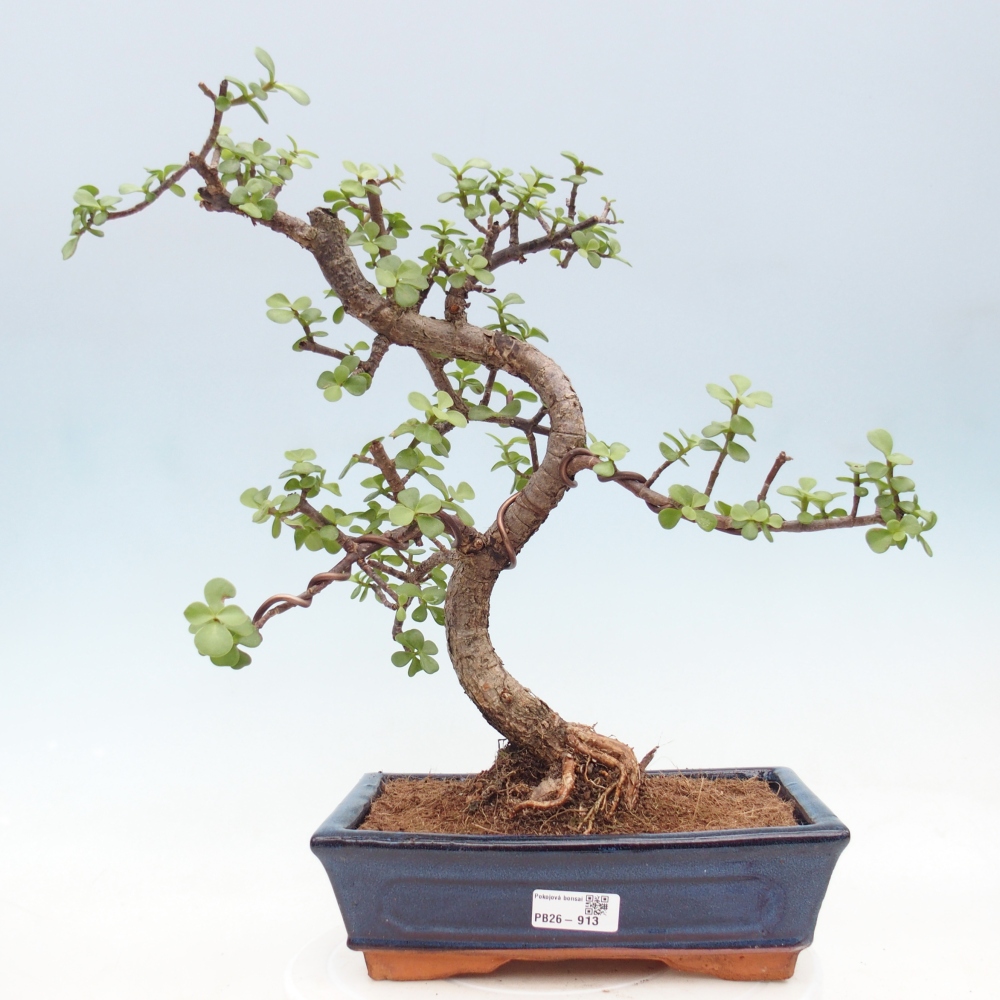 Pokój bonsai - Portulakaria Afra - Tlustice