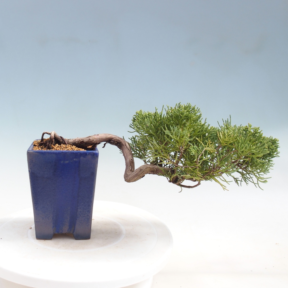 Outdoor bonsai - Juniperus chinensis Kishu