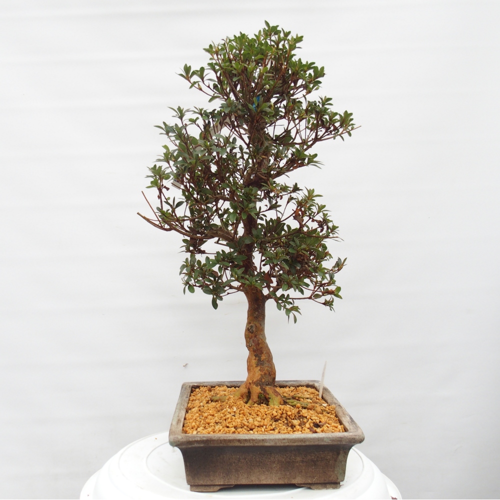 Bonsai zewnętrzne - Azalia japońska - Azalia Hanatsuzuri
