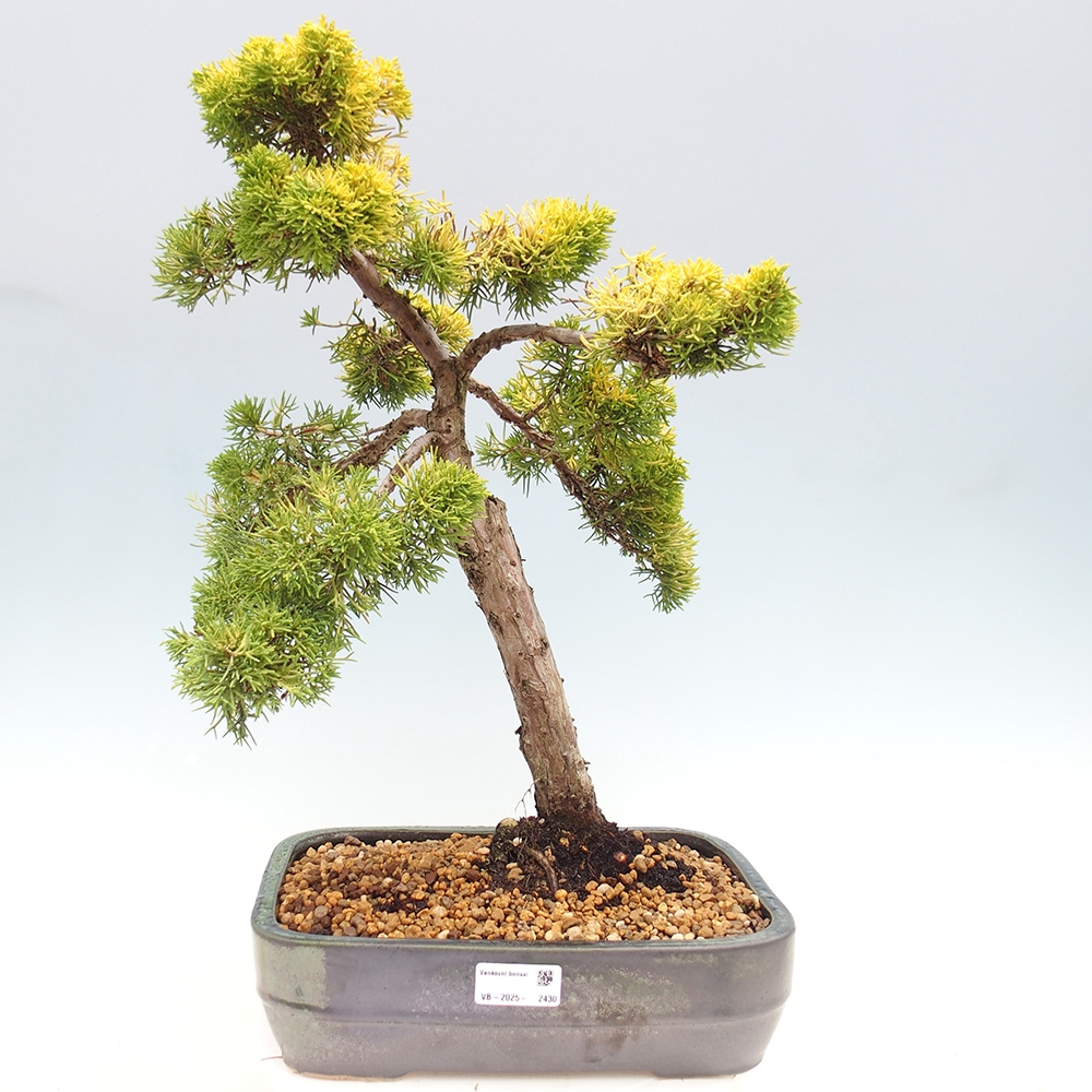 Bonsai plenerowe - Juniperus chinensis plumosa aurea - chiński jałowiec złoty