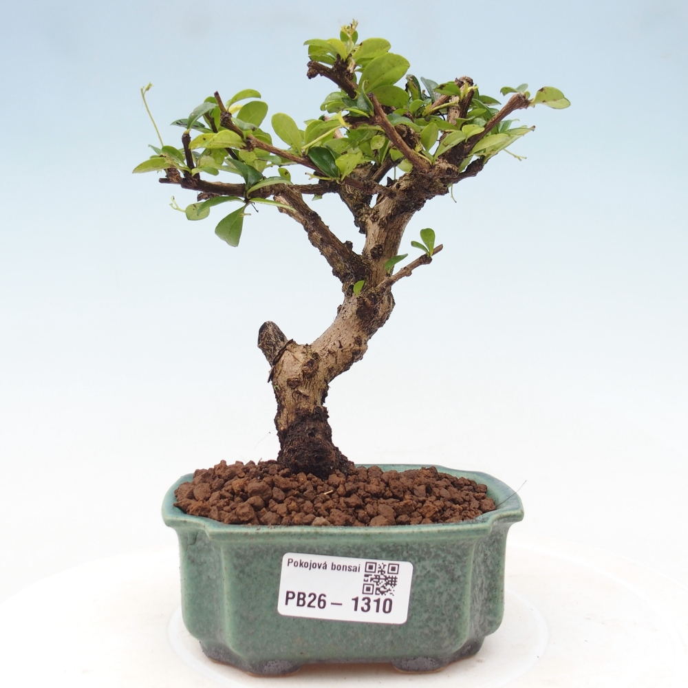 Bonsai pokojowe - Carmona macrophylla - Tea fuki