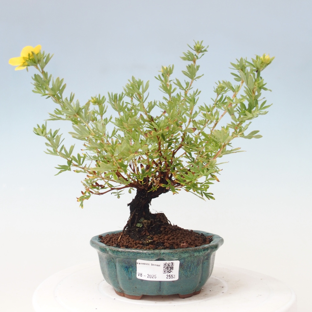 Outdoor bonsai-Pięciolistnik - Potentila fruticosa żółty Ptak