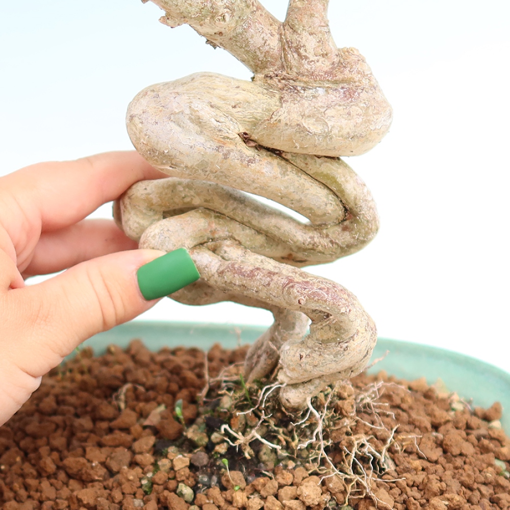 Bonsai pokojowe – Lagerstroemia indica – bz indyjski