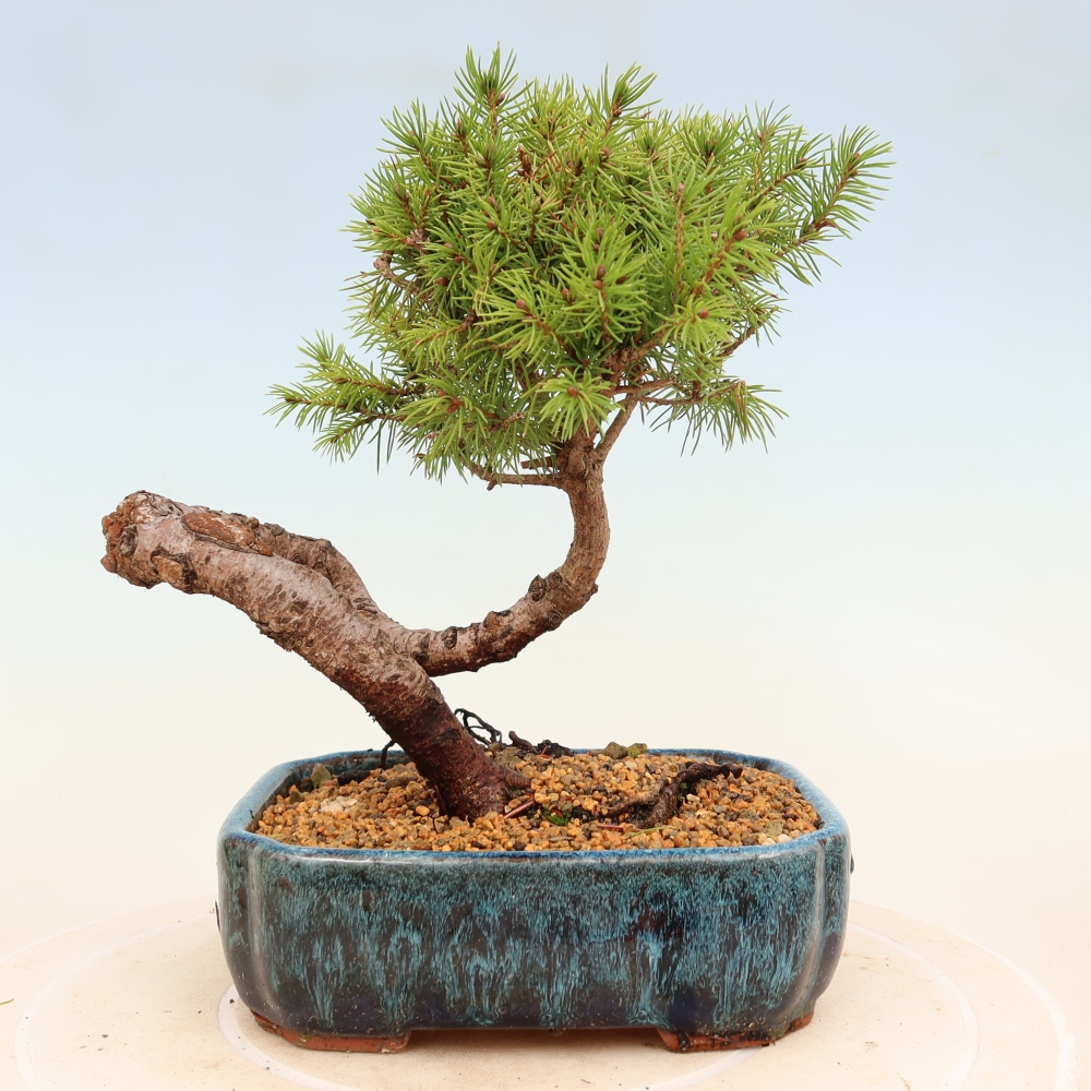 Outdoor bonsai - Świerk pospolity - Picea glauca globe