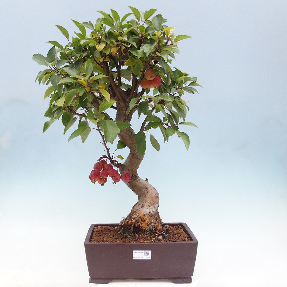 Bonsai plenerowe - Malus Halliana - Jabłoń drobnoowocowa