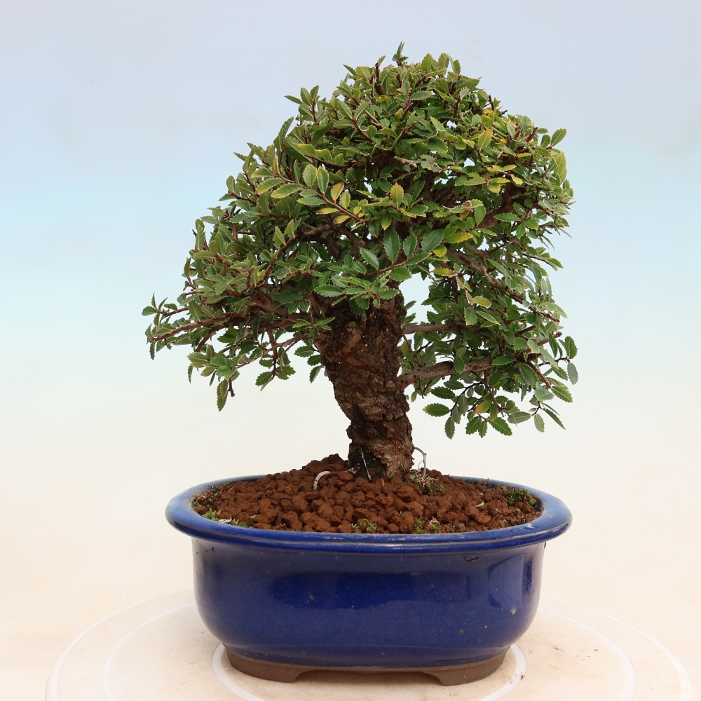 Bonsai zewnętrzne - Zelkova - Zelkova NIRE