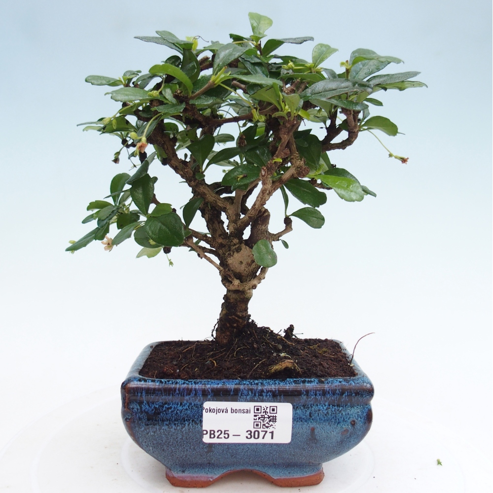 Bonsai wewnętrzne - Carmona makrophylla - Herbata Fuki