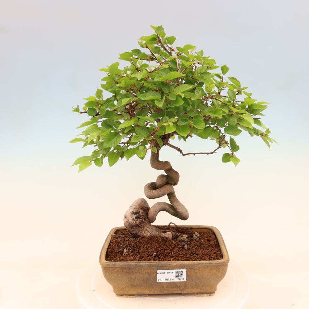 Outdoor bonsai - Carpinus coreana - grab koreański
