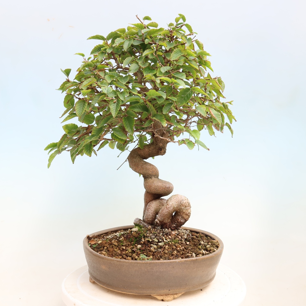 Outdoor bonsai - Carpinus CARPINOIDES - grab koreański